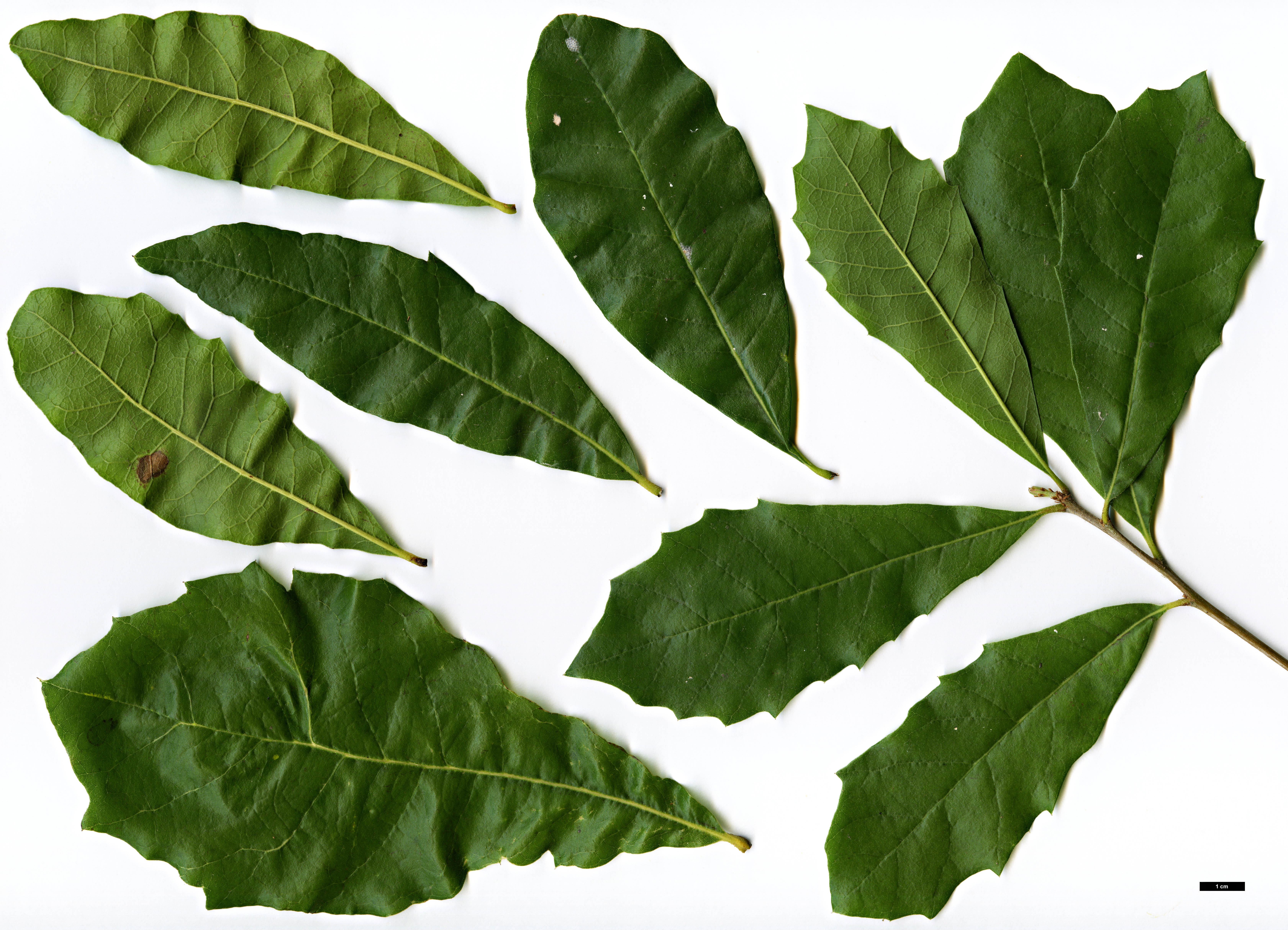High resolution image: Family: Fagaceae - Genus: Quercus - Taxon: oleoides - SpeciesSub: subsp. sagraeana